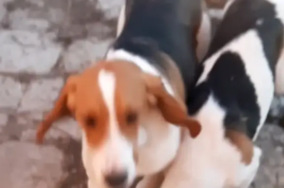 Пропала собака в Косинском сельском поселении