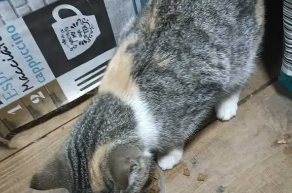 Найдена ласковая кошка на Батумской улице, 52, Пенза