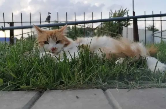 Пропала кошка Мальчик, Ивановская ул., 32, Пенза
