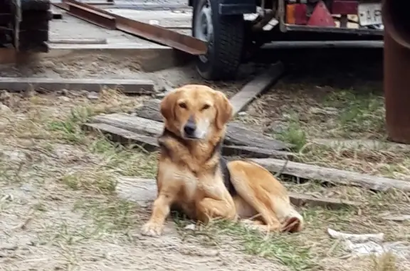 Пропала рыжая собака на ул. Карбышева, 52, Пермь