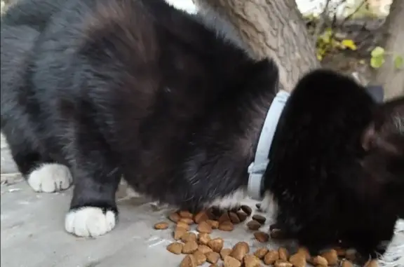 Найден чёрно-белый кот на Среднем Венце, 27