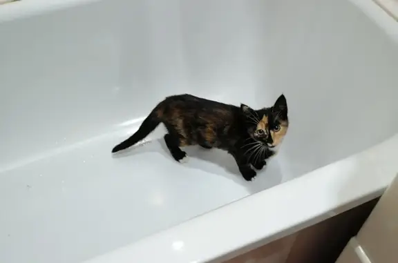 Кошки потеряшки, Санкт-Петербург, фото: Потеряшка кошка на Серебристом бульваре, СПб