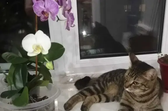 Пропала кошка Кот на Сибирской, 116, Томск