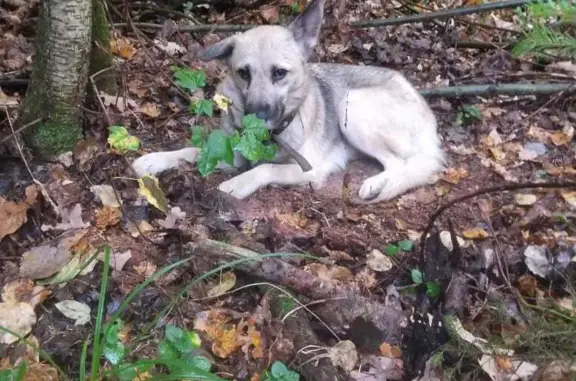 Найдена молодая собака с ошейником 46Н-09070, Митрополье
