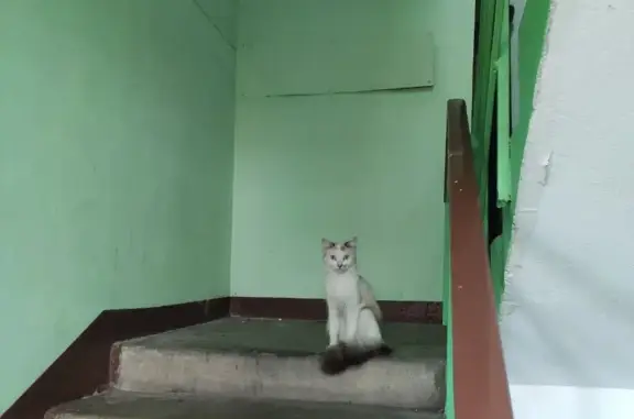 Найдена кошка: ул. Жулябина 22, Электросталь