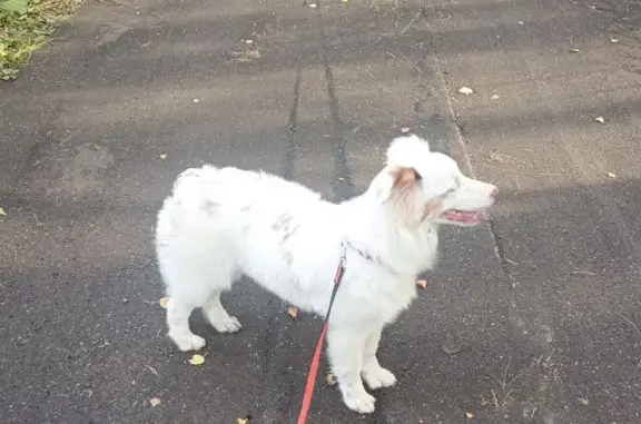 Собаки потеряшки, Турлатовское, фото: Потеряшка игривая собака в Турлатовском поселении
