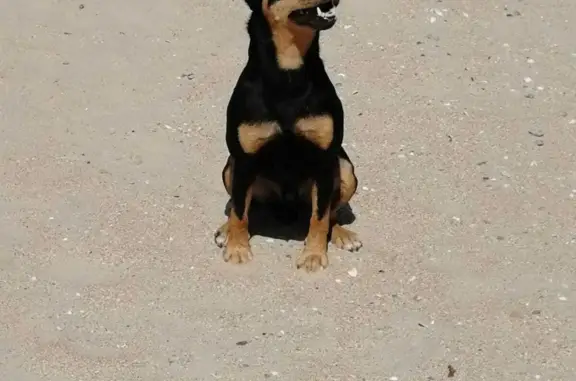 Пропала собака Шрам, украдена в Анапе, Набережная ул., 1