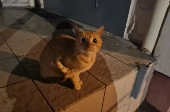 Найден рыжий кот в Химках, ищем хозяев