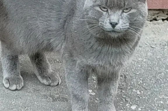 Найдена кошка на ул. Шевченко, 22, Пенза