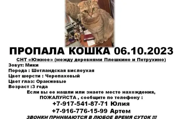Пропала кошка в МО, Чехов, СНТ Южное. Нашедшему вознаграждение.