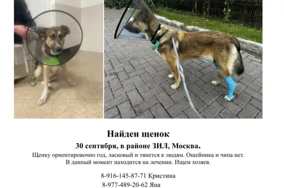 Найден щенок в Москве, ищем хозяев.