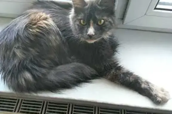 Кошки потеряшки, Санкт-Петербург, фото: Потеряшка кошка на ул. Партизана Германа, СПб