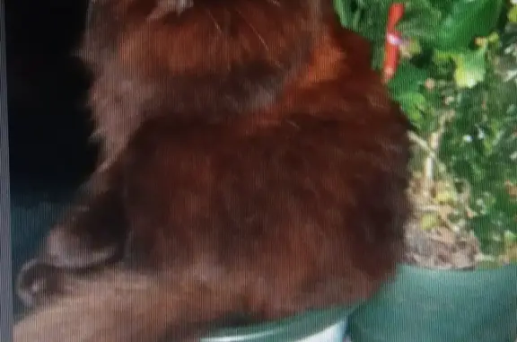 Пропала кошка Лекс в Чкаловске, Нижегородская область