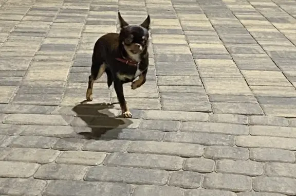 Найдена собака: Чихуахуа, Семейная ул. 9, Белгород