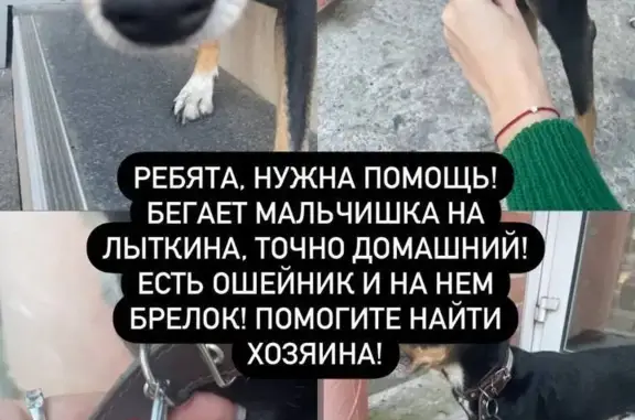 Найдена собака, Александра Невского 99/6, Иркутск