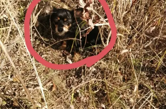 Пропала собака Той терьер в Малиновке, Новосибирская обл.