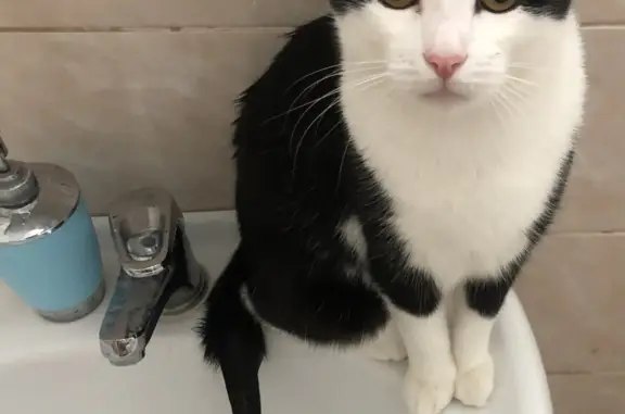 Пропала черно-белая кошка, адрес: Московская область