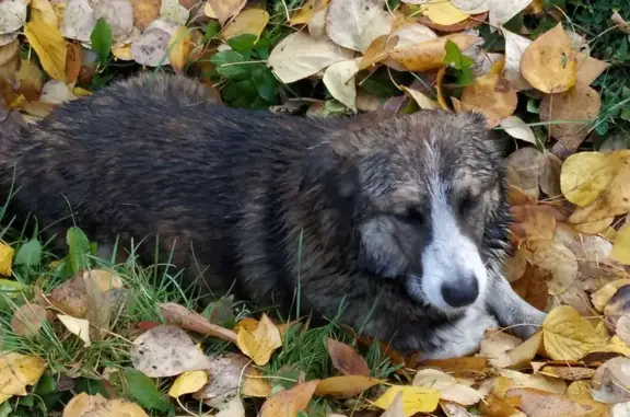 Найдена собака в Афонино, ул. Лутугина, 70