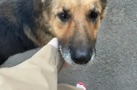 Найдена собака на ул. Дзержинского, 135, Ставрополь
