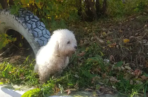 Найдена собака: ул. Полякова, 3, Новосибирск