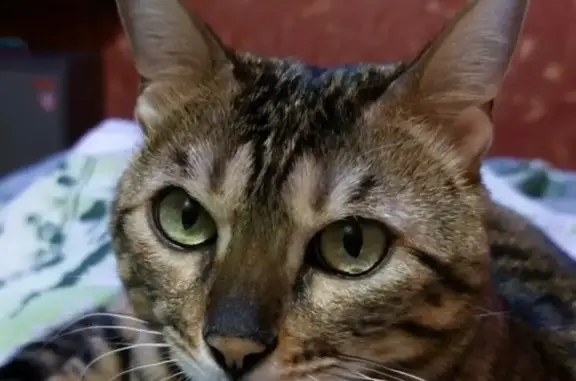 Пропала бенгалская кошка на ул. Ивана Захарова, 17, Сургут
