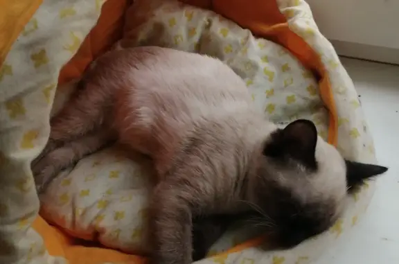 Пропала кошка Сиамская Кошечка 4 месяца, ул. Объединения, 44, Новосибирск