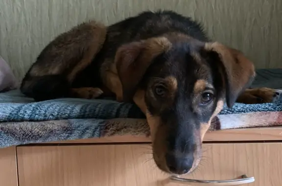 Потерян щенок на ул. Ушинского, Воронеж