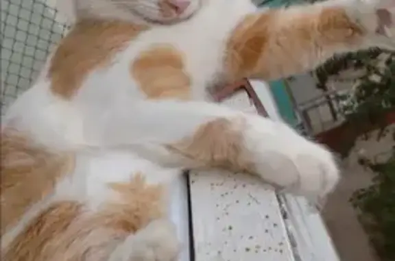 Кошки потеряшки, Санкт-Петербург, фото: Потеряшка кошка: крупный рыжий кот, Парашютная ул., 65, СПб