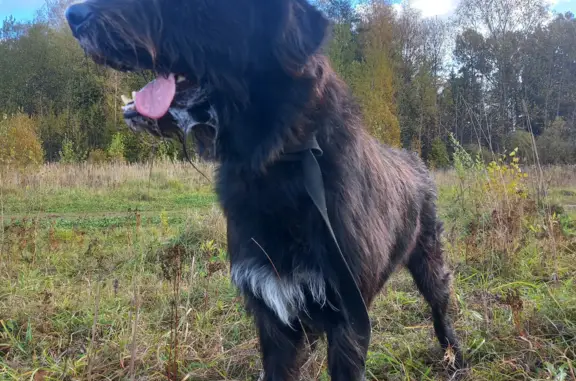 Найдена собака в Поварово, Московская область