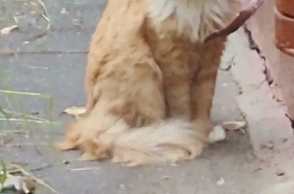 Найдена кошка на Бобруйской ул. 20, Москва