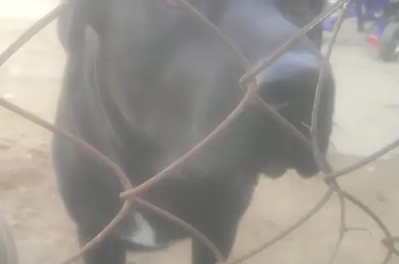 Собака Лабрадор черного окраса найдена в Астрахани