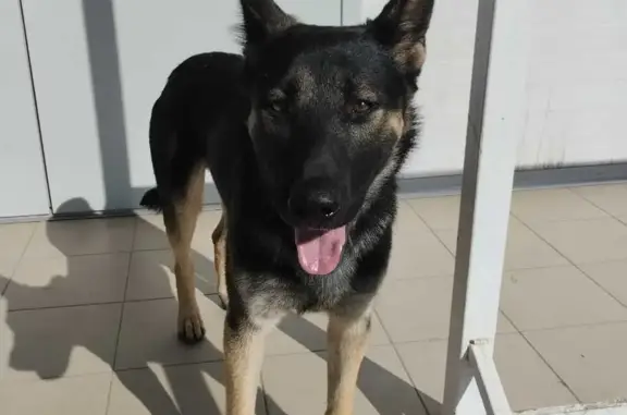 Найденные животные Индустриальный, фото: Найдена овчарка у магазина ДНС, Восточная ул. 37