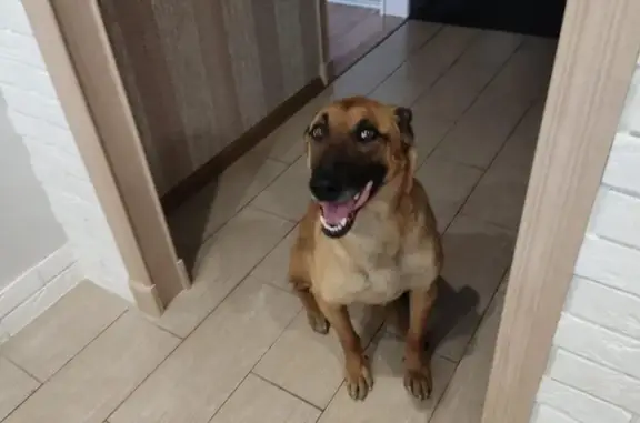 Пропала собака в Сосновке, вознаграждение