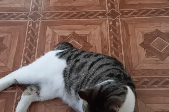 Пропала белая кошка с пятнами в Красноярске