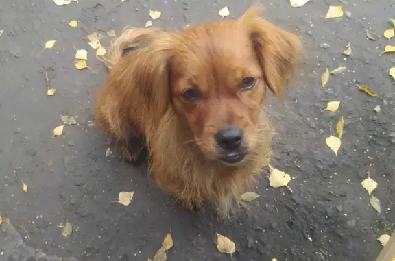 Собака найдена: Абаканская ул., 63 с7, Минусинск