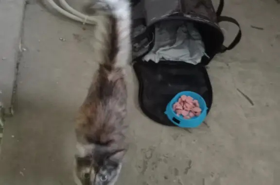 Найден котенок в плохом состоянии на ул. Дружбы, Йошкар-Ола