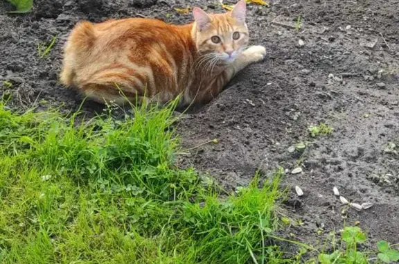 Пропала кошка Бобтейл, рыжего окраса, пр. Дзержинского 17, Новосибирск