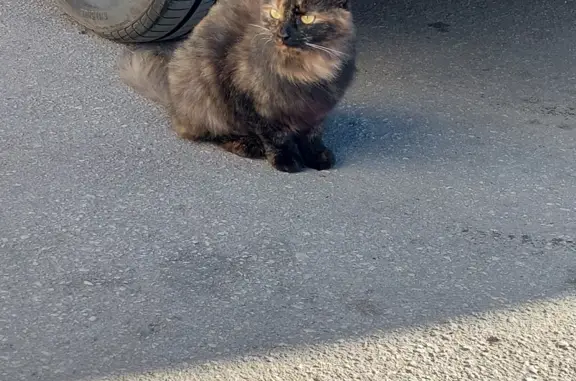 Найдена кошка на Октябрьской улице, Тула