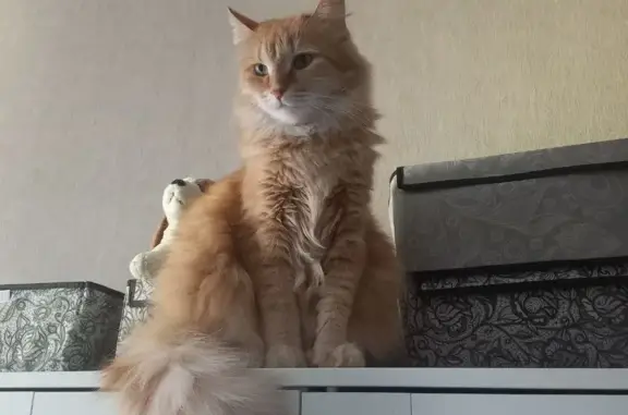 Кошки потеряшки, Санкт-Петербург, фото: Потеряшка крупный рыжий кот на Боровой ул. 74