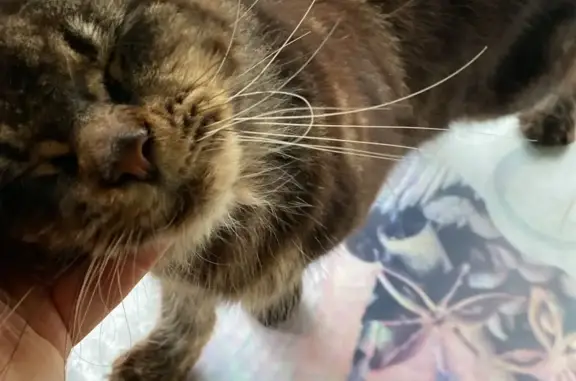 Найдена худая мейн-кун кошка в Мытищах