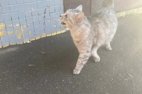 Найдена кошка на ул. Белы Куна, СПб