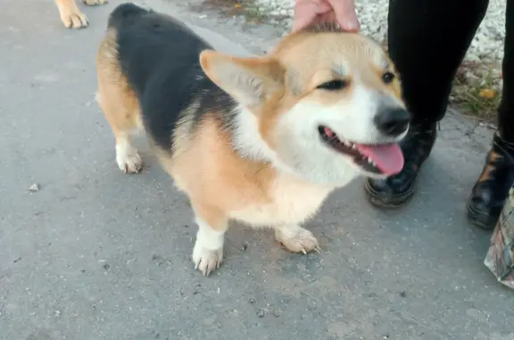 Найдена собака палево рыжего окраса в Рязанской области