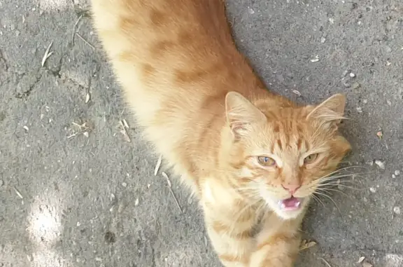 Найдена рыжая кошка в Мытищах, ищет дом