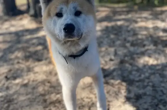 Собаки потеряшки, , фото: Потеряшка собака породы Акита-Ину, район Эко-тропы 