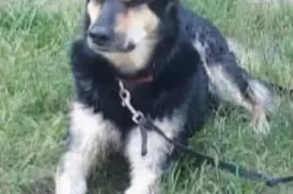 Пропала собака Альма на ул. Есенина, 36Б, Белгород