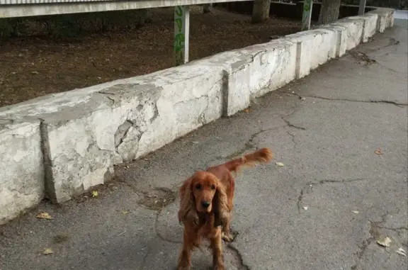 Найдена собака, ищет хозяина! Адрес: Васильевский переулок, 6, Таганрог
