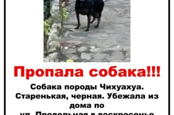Собаки потеряшки, Волгоград, фото: Потеряшка старенькая черная чихуахуа, ул. Продольная, Волгоград