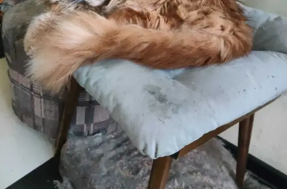 Кошки потеряшки, Санкт-Петербург, фото: Потеряшка рыжий мейн кун, адрес: пр. Науки 41, СПб