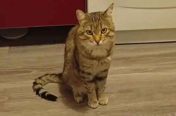 Кошки потеряшки, Санкт-Петербург, фото: Потеряшка кот Вася, Рабфаковский переулок, 2