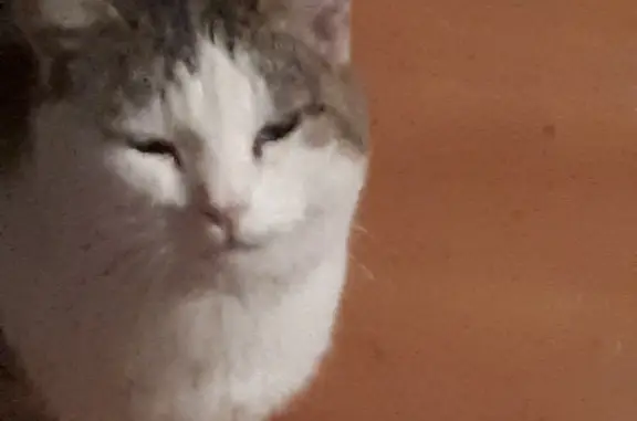 Найдена кошка Найдёныш в Ульяновске